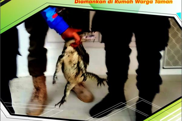 Biawak Diamankan di Rumah Warga Taman